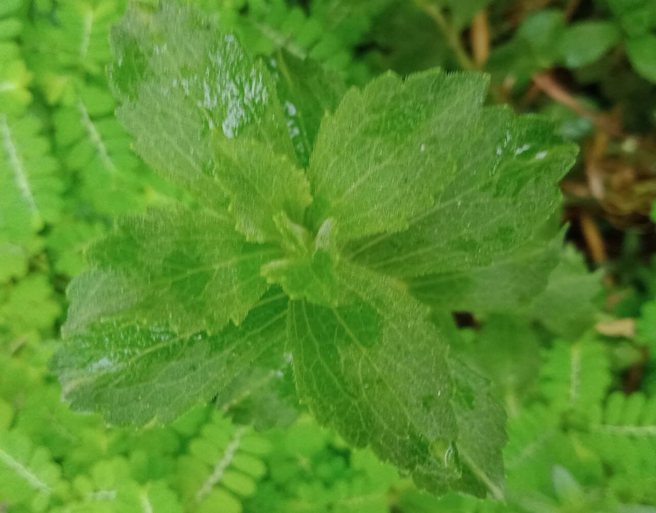 Basil