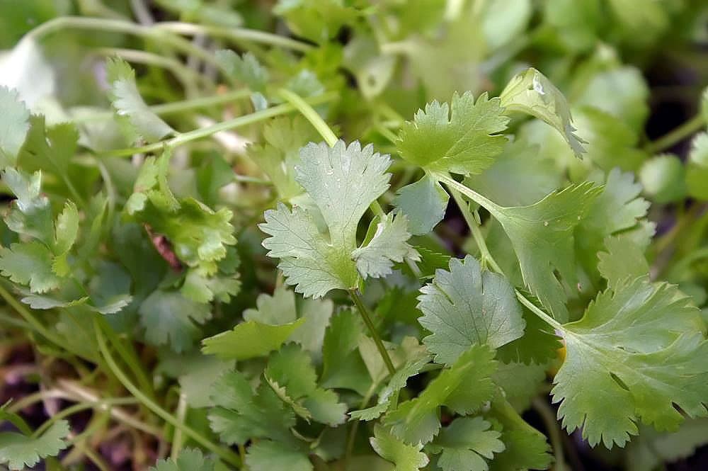 Coriander