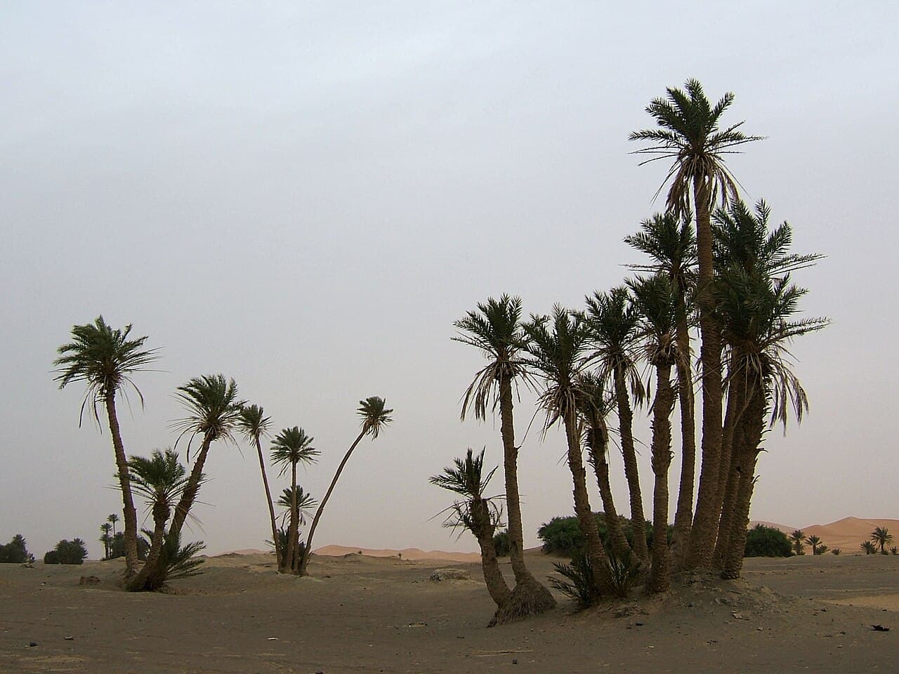 Date palm