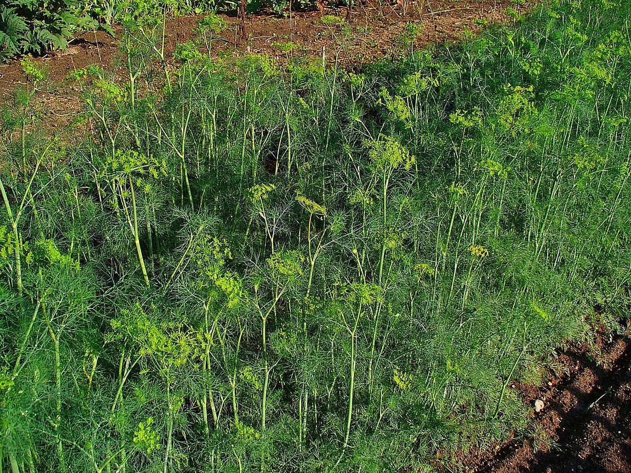 Dill