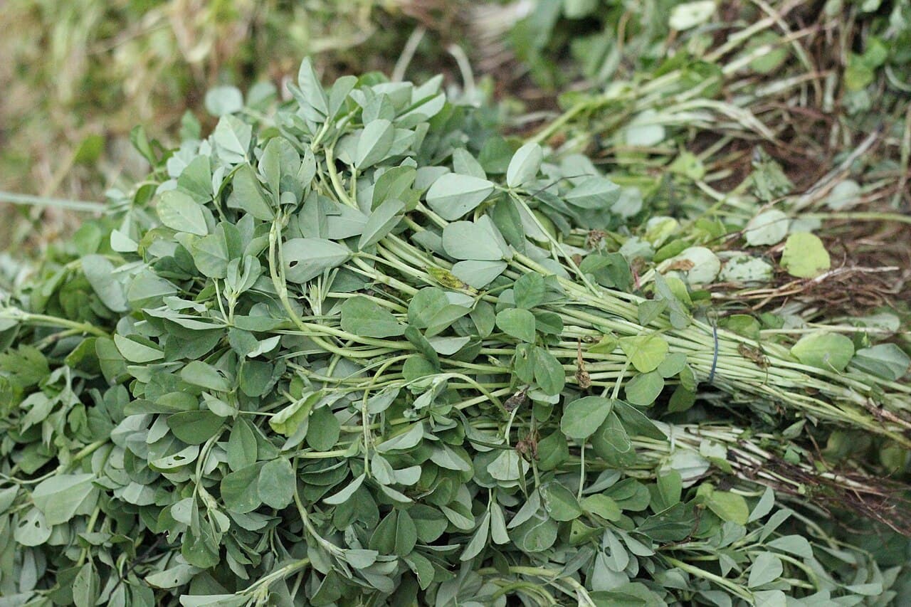 Fenugreek