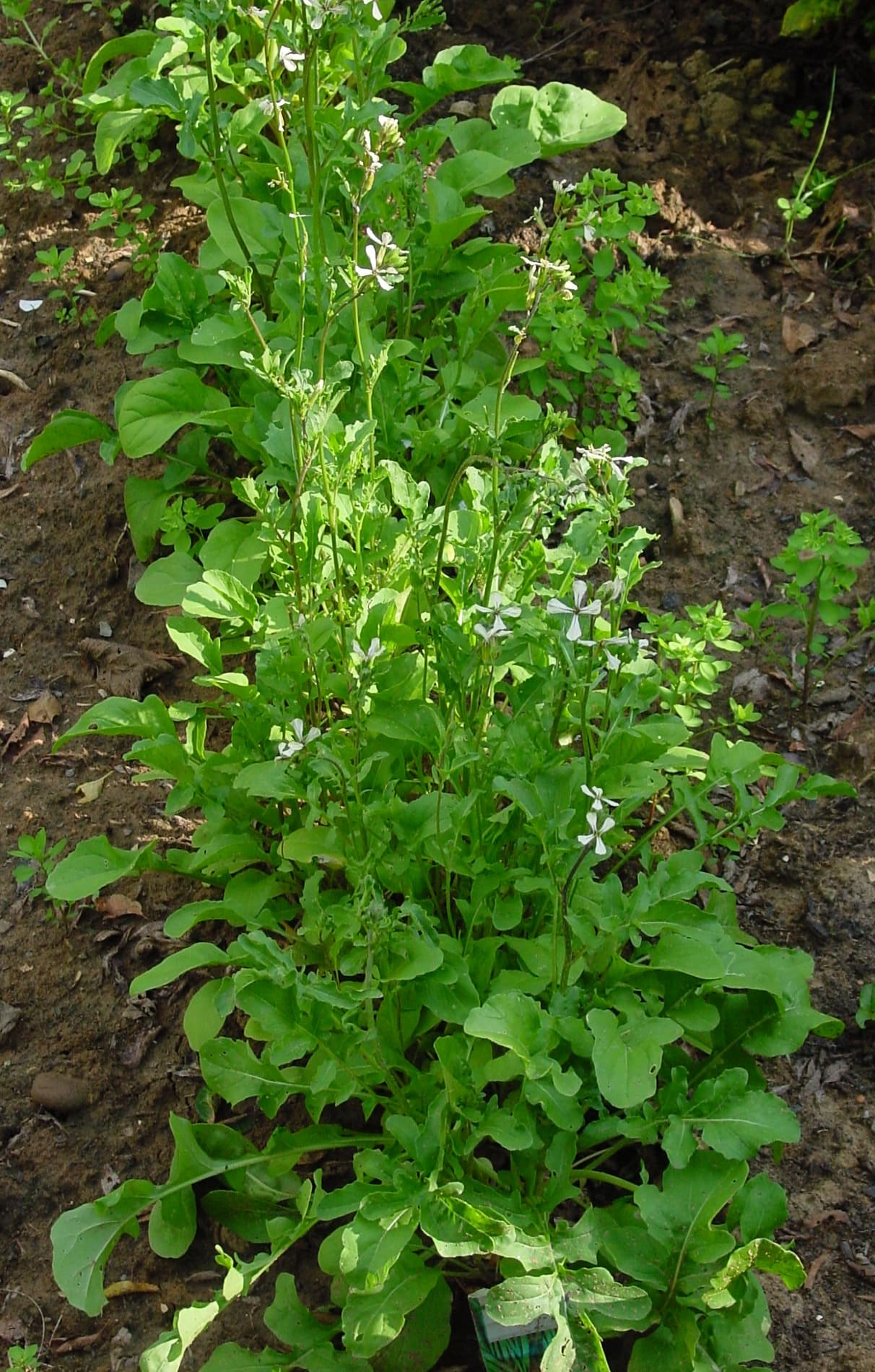 Rocket