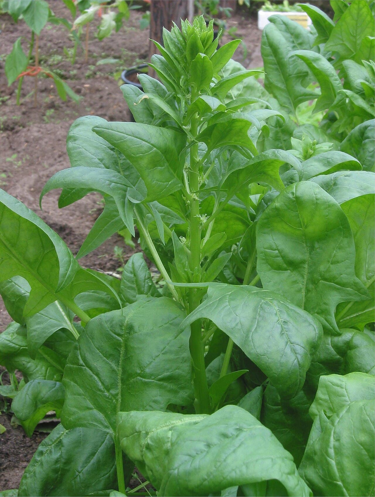Spinach
