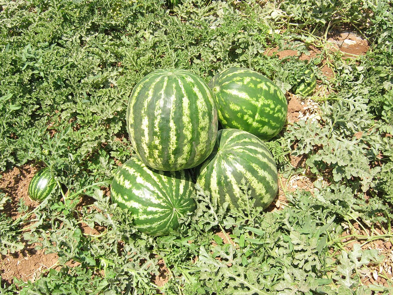 Watermelon