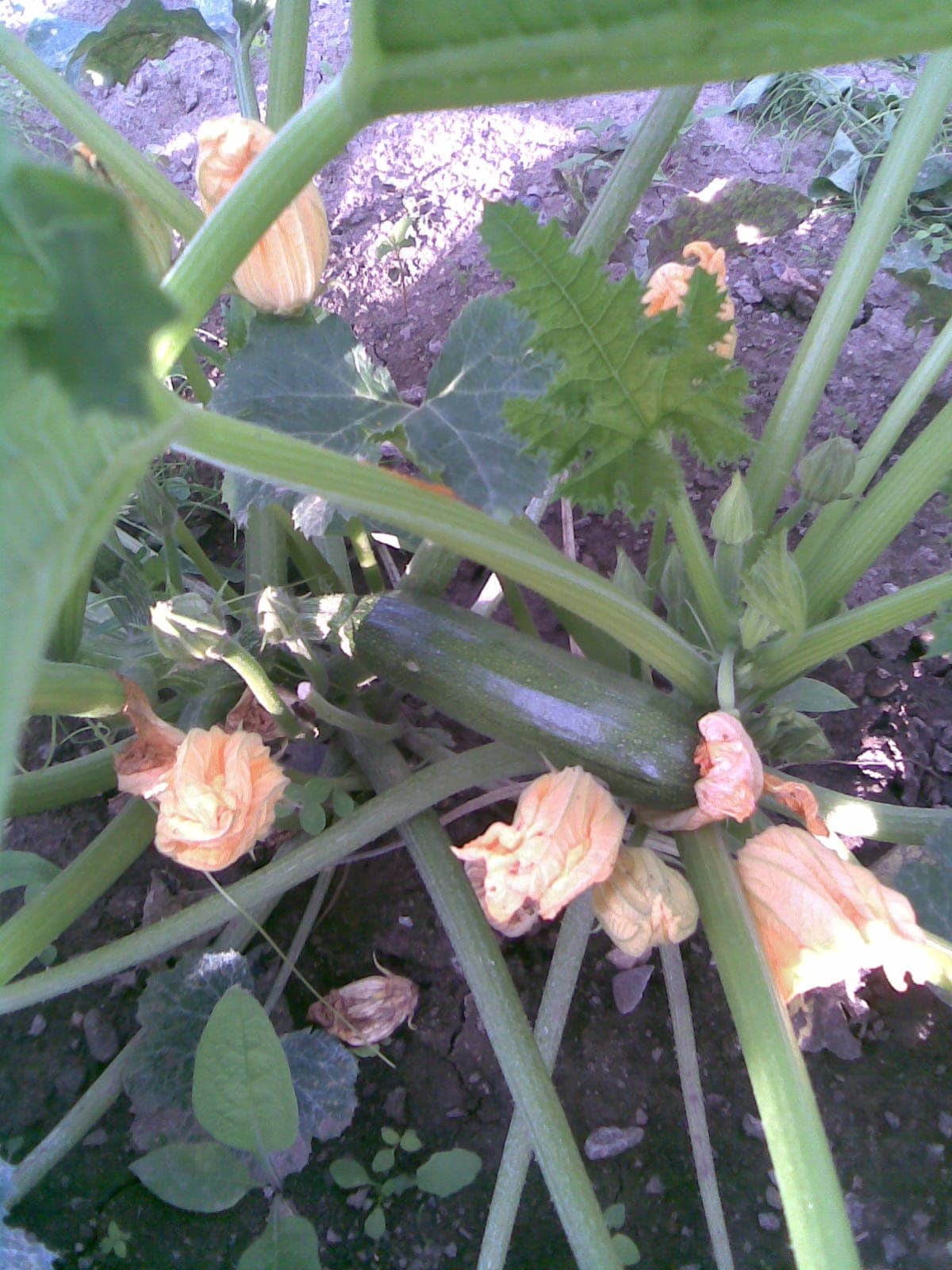 Zucchini